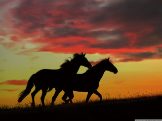 Horses running sunset red sky - two horse free wallpaper