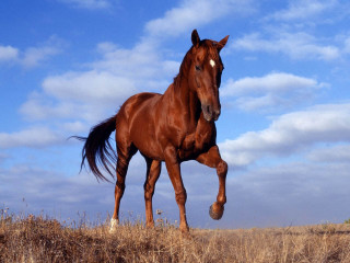 Brown horse running dry field - a dry grass field free wallpaper
