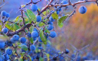 Bush blue berries field grass - a bush free wallpaper