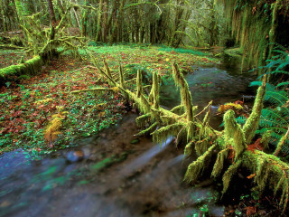 Lush green forest stream mossy - mossy free wallpaper for desktop