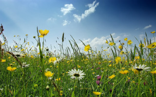 Field flowers grass blue sky 4 - grass free wallpaper for desktop