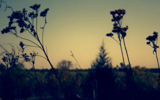 Tall grass flowers sunset sky - betye saar free wallpaper