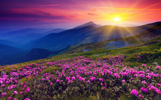 Sunset mountain pinkflowers gradientsky horizon - the foreground and a mountain range in the background free wallpaper