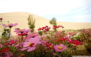 Pink flowers field sand dune - amir zand free wallpaper