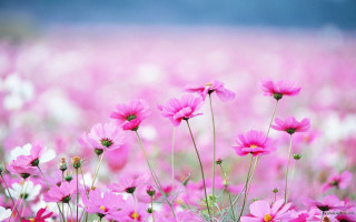 Pink flowers sky blue clouds 2 - a sky background in the background free wallpaper