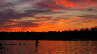 Person rowing boat lake sunset - warm free wallpaper