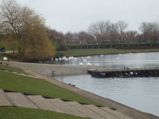 Flock birds lake park bench - a flock of birds free wallpaper
