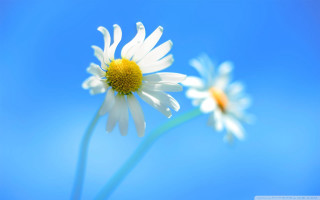 Daisies blue sky petals foreground - thin free wallpaper for desktop