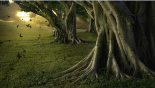 Trees sunshine grass sky birds - a few bird free wallpaper for desktop