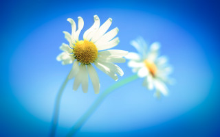 Daisies closeup blue background blurry - bernd fasching free wallpaper