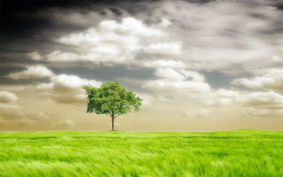 Lone tree green field cloudy - david brewster free wallpaper