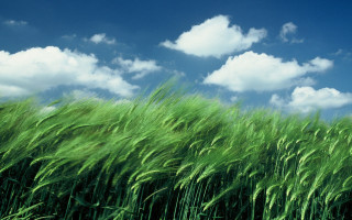 Green grass blue sky clouds 10 - green grass free wallpaper