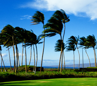 Golf course palm trees blue - the wind free wallpaper for tablet
