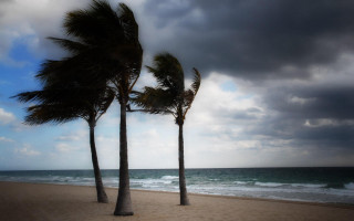 Palm trees beach ocean cloudy - a cloudy sky above them free wallpaper