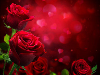 Red roses red background bokeh - boke free wallpaper