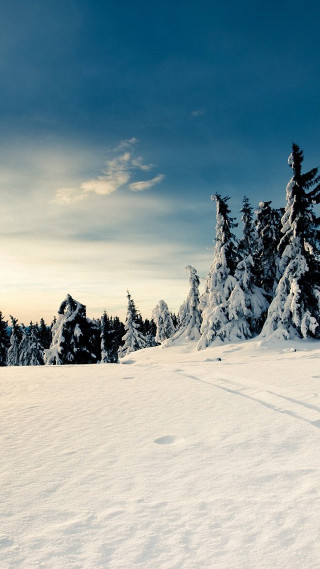 Skiing snowy trees clouds person - free winter wallpaper for mobile