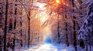 Snowy path forest trees sunlight - a snowy path in a forest free wallpaper