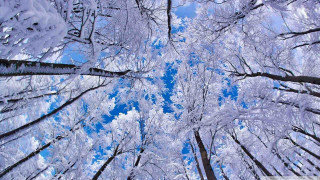 Forest snow blue sky trees 2 - blue sky free wallpaper