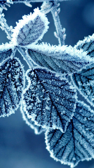 Frosted leaf closeup foreground nature - winter free wallpaper for mobile