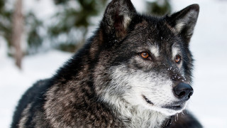 Wolf standing snow smile looking - a wolf free wallpaper for desktop