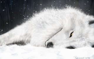 White wolf laying snow head - a white wolf free wallpaper