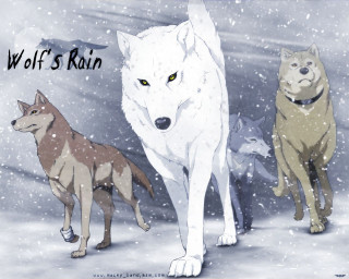 Three wolves walking snow wolves - the snow together free wallpaper