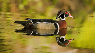 Duck swimming pond green plants - a pond free wallpaper