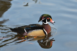 Duck swimming water fish mouth - its mouth and a fish free wallpaper