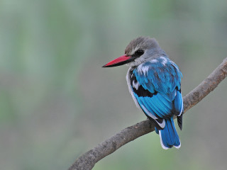 Bird red beak branch blurry - a red beak free wallpaper