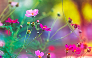 Flowers grass blurry background impressionist - a bunch of flowers free wallpaper