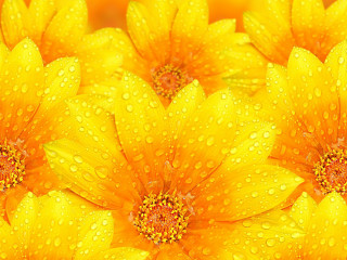 Yellow flower water droplets macro 4 - a red center free wallpaper