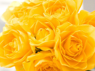 Yellow roses bouquet vase table - a window in the background free wallpaper for desktop