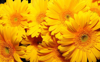 Yellow flowers black background rayonism - a black background in the background free wallpaper