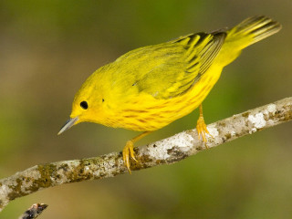 Yellow bird perched branch forest - incoherent free wallpaper
