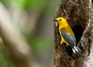Yellow gray bird in hollow - its beak open free wallpaper