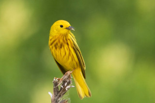 Yellow bird perched branch blurry - adam szentpétery free wallpaper