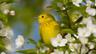 Yellow bird tree white flowers - a yellow bird free wallpaper