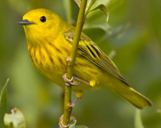 Yellow bird perched branch tree 2 - a yellow bird free wallpaper