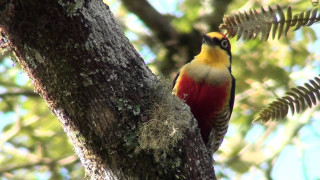 Bird perched tree branch moss - moss free wallpaper
