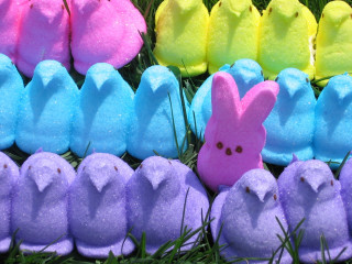 Peeps row grass sitting together - the grass next free wallpaper