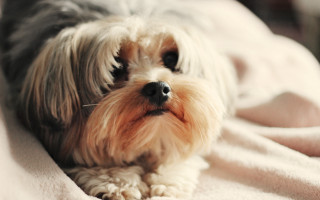 Small dog blanket bed tilt - the middle of the picture free wallpaper