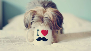 Dog coffee mug bed pillow - rasquache free wallpaper