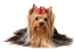 Dog bow sitting head turned - regal free wallpaper