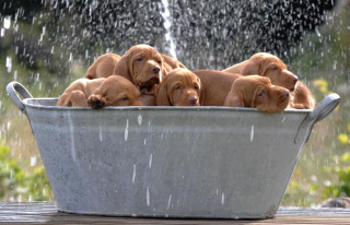Dogs bucket water spraying group - a group of dogs free wallpaper