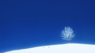 Lone tree snowy field blue - alone free wallpaper