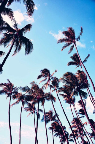 Palm trees blowing wind sunny - palm tree free wallpaper for mobile