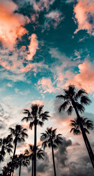 Palm trees cloudy sky pink - free sky wallpaper for mobile