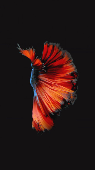 Red blue fish floating dark - photography free wallpaper for mobile