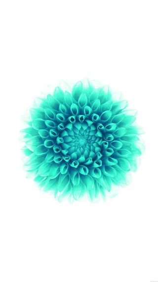 Blue flower white background image - a blue flower free wallpaper for mobile
