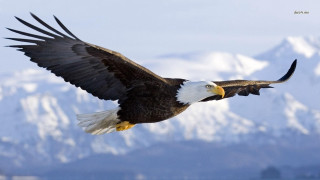 Bald eagle flying mountain range 6 - majestic free wallpaper